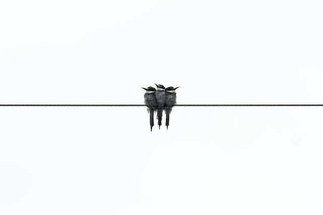 Imagem simbólica de intuição, com 3 pássaros em um fio. Foto de Glen Carrie, Unsplash.