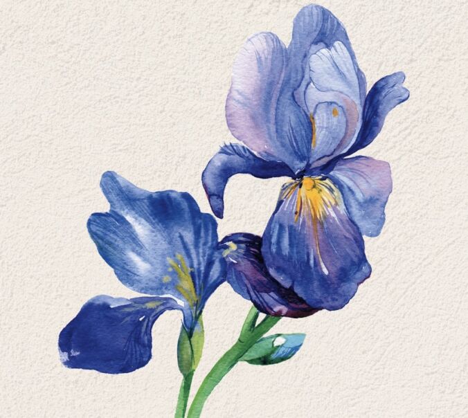 Perfume de íris: lista de perfumes com nota de íris em destaque